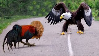 This Eagle Messed With The Wrong Opponent [upl. by Drawde]