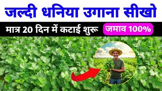 धनिया उगाने का सबसे आसान तरीका  Hari dhaniya ki kheti kaise karen  coriander farming in winter [upl. by Eimirej]