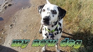 My first Dog  Dalmatian Ownership [upl. by Noemad]