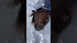 Horse stuck in the snow 🤣🐴  🎥 thatmidwestcowgirl [upl. by Ahterod]