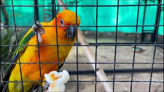 Sun Conure Parrots  Hand feeding popcorn [upl. by Cut]