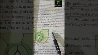 stomata  anatomy  ncert imp diagram  class 11th ncert biology neet2025 aiims mbbs neet2026 [upl. by Stonwin36]