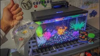 BUYING NEW GLOFISH for AQUARIUM [upl. by Kcirted430]