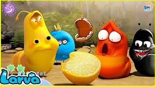 LARVA Season 1 Episode 316  417  Best Cartoons 2022  Comics  Hilarious Cartoon Compilation [upl. by Fayth]