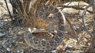 Western Diamondback Rattlesnake wakes up suddenly [upl. by Ahsinit]