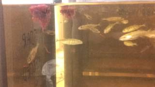 Threespined sticklebacks eating bloodworms [upl. by Eiramlehcar]