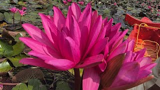 ആമ്പൽ പാടം 🪷  Field of Lillies  Munthiri familydayout kottayam picnicspot kerala shorts [upl. by Raviv442]