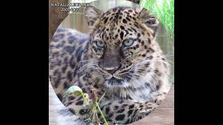 Endangered Amur Leopard [upl. by Nica133]