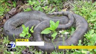 Invasive green anacondas pose threat to Florida Everglades ecosystem [upl. by Ronni]