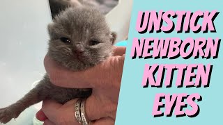 Newborn kitten’s eyes stuck shut DO THIS [upl. by Trevethick]