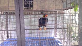 Filipino Talking Mynah Bird [upl. by Sawyer]