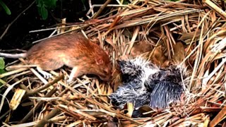 Greater coucal Birds Keep mice fed [upl. by Cirillo]