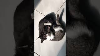 Serangan Cipo shortvideo cat funny [upl. by Tewfik]