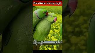 Ethra Naalu Sinhala Version ❤ ආදරේට කියන කතා 👌shorts short youtubeshorts ethranaal love song [upl. by Narot]