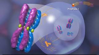 Meiosis Meiosis I Meiosis II Animation Explained in Urdu [upl. by Gowon]