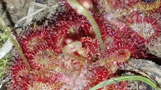 Drosera natalensis a rare carnivorous Sundew plant in its natural habitat [upl. by Walcoff]