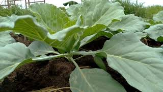 A Z Cabbage Growing Tips1 [upl. by Quiteria]