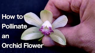 Orchid Flower Structure and How to Pollinate an Orchid Flower [upl. by Helbonnas]