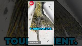 What if you caught THIS in a tournament Walleye walleyefishing fishing shorts [upl. by Zul]