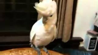 Parrot Dancing Gangnam Style [upl. by Vano592]