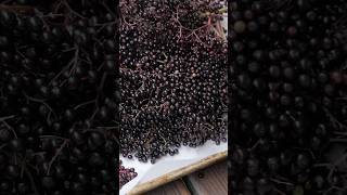 Wild elderberry from start to finish asmr [upl. by Oleg443]