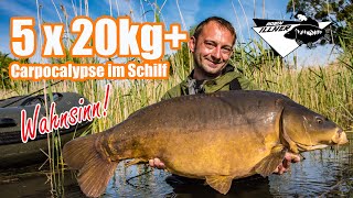 Carpocalypse im Schilf  Robin Illner auf karpfen am Flachlandsee  5x20kg [upl. by Trstram772]