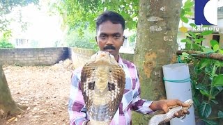 This is Where Vava Suresh Keep his Cobras  SNAKE MASTER EP 174 04082016 [upl. by Blood]