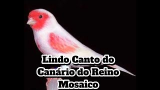 Canário do Reino Mosaico Cantando [upl. by Chapel105]