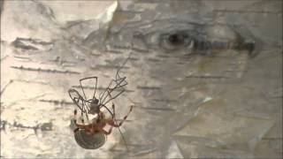 BUGWARS ORB WEAVER VS DADDY LONG LEGS [upl. by Burkley]