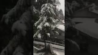 Snowfall in Darjeeling  February 2022 [upl. by Naitsyrk7]