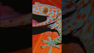 Gecko Sound mp3 [upl. by Aleunam]