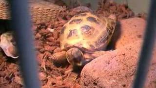 Sleepy Tortoise  。0 [upl. by Falk285]