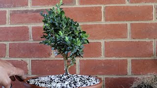 Boxwood prebonsai first repot [upl. by Faustina]