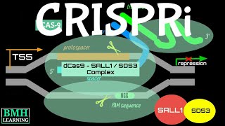 CRISPRi  CRISPR Interference [upl. by Aihsekin]