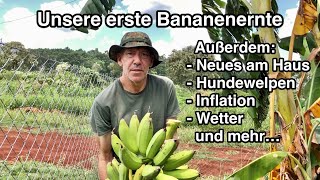 Bananenernte Neues am Haus Hundewelpen Inflation Wetter und mehr… [upl. by Giacomo]