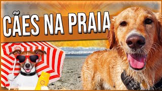 CACHORRO NA PRAIA PODE  Orientações dicas regras  adestramentodecaes [upl. by Per]