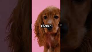 Adorable English Cocker Spaniel 🐾 englishcockerspaniel familydog PlayfulPup dogloverschannel [upl. by Annoyik]