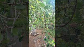 Hobbyist  High Density Apple Orchard on Standard Rootstock in 🇯🇲🍎 applefarming hobbyist orchard [upl. by Pinebrook]