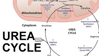 Urea Cycle [upl. by Ellivnarg]