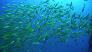 Diving Chumphon Pinnacle Koh Tao Thailand [upl. by Ramak988]