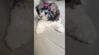 Kaisi lagti hu 🎀bitsy puppy shihtzupuppie petlover tranding cute shorts [upl. by Royal236]