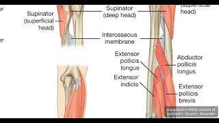 Abductor pollicis longus muscle [upl. by Xanthus767]