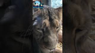 TG Vlog  At ZSL London Zoo [upl. by Eikcin]