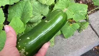 Harvestgrowing our own veggies 😀 Our Life tomatoes cucumber onions squash avacado orange [upl. by Enohpets]