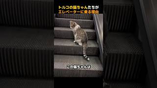 トルコの猫ちゃんたちがエレベーターに乗る理由 [upl. by Veta]