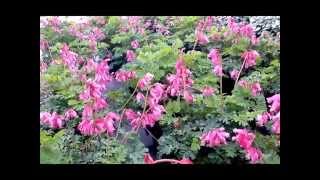 Best Garden Perennials Dicentra Luxuriant Bleeding Heart [upl. by Pirri995]