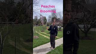 Peach Trees Blooming fruit garden [upl. by Latoniah840]