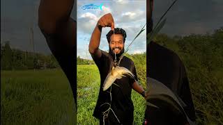 എന്നാലും ഇത് എങ്ങനെ സംഭവിച്ചു😳💥  snakehead fishing malayalam fishing shorts [upl. by Mathian]