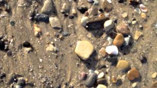 Finding Sea Glass in Redondo Beach [upl. by Nnednarb]