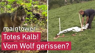 Bauer in Alarmbereitschaft – neugeborenes Kalb gerissen  maintower [upl. by Rhonda645]